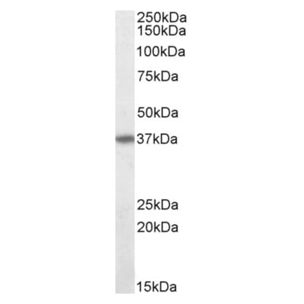 Western Blot - Anti-Fas Antibody (A82554) - Antibodies.com