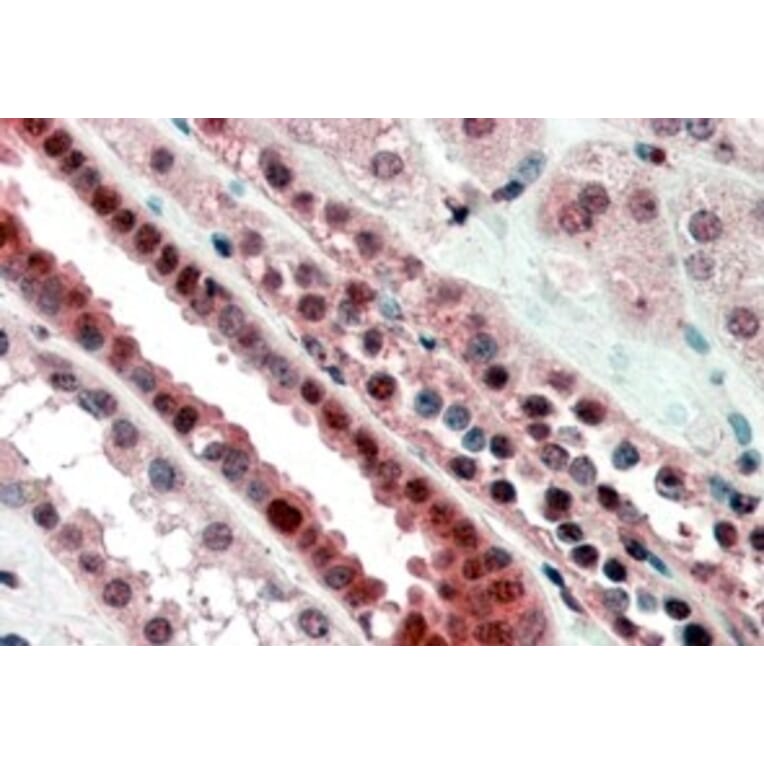 Immunohistochemistry - Anti-TCF3 Antibody (A82557) - Antibodies.com