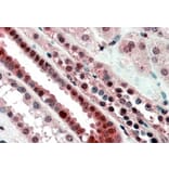 Immunohistochemistry - Anti-TCF3 Antibody (A82557) - Antibodies.com