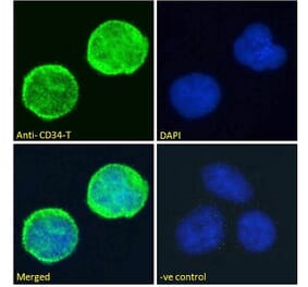 Immunofluorescence - Anti-CD34 Antibody (A82559) - Antibodies.com