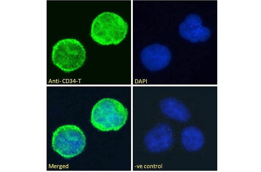 Immunofluorescence - Anti-CD34 Antibody (A82559) - Antibodies.com