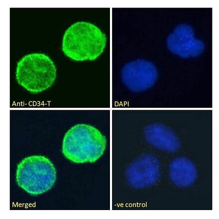 Immunofluorescence - Anti-CD34 Antibody (A82559) - Antibodies.com