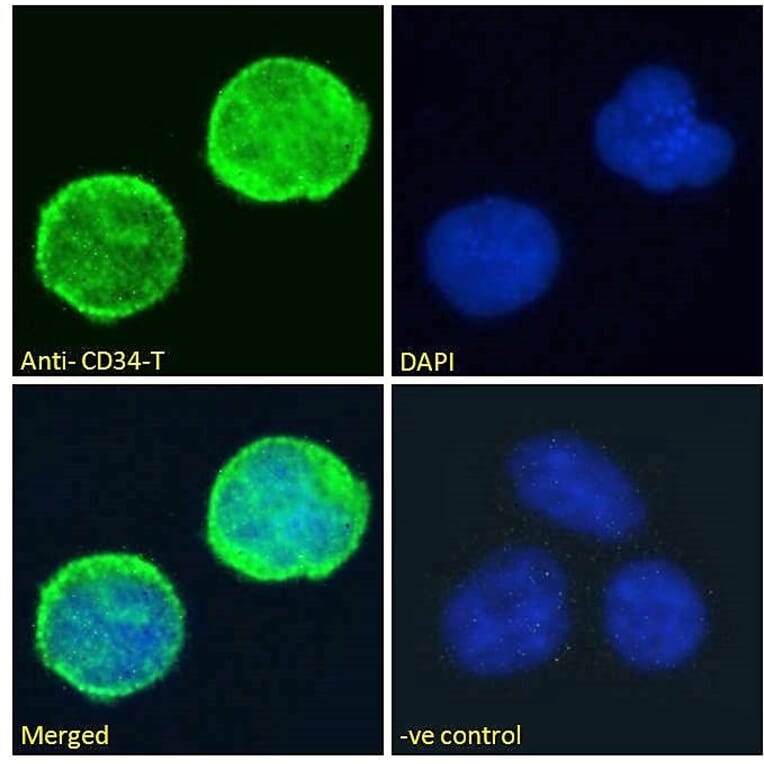 Immunofluorescence - Anti-CD34 Antibody (A82559) - Antibodies.com