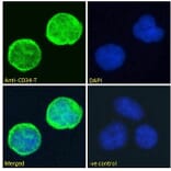 Immunofluorescence - Anti-CD34 Antibody (A82559) - Antibodies.com