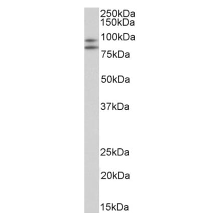 Western Blot - Anti-CD34 Antibody (A82559) - Antibodies.com