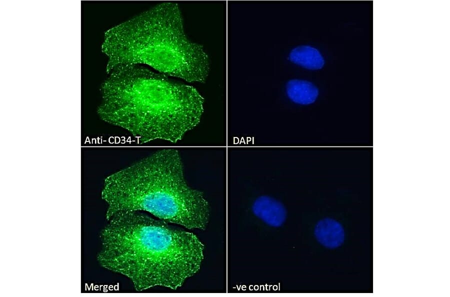 Immunofluorescence - Anti-CD34 Antibody (A82559) - Antibodies.com