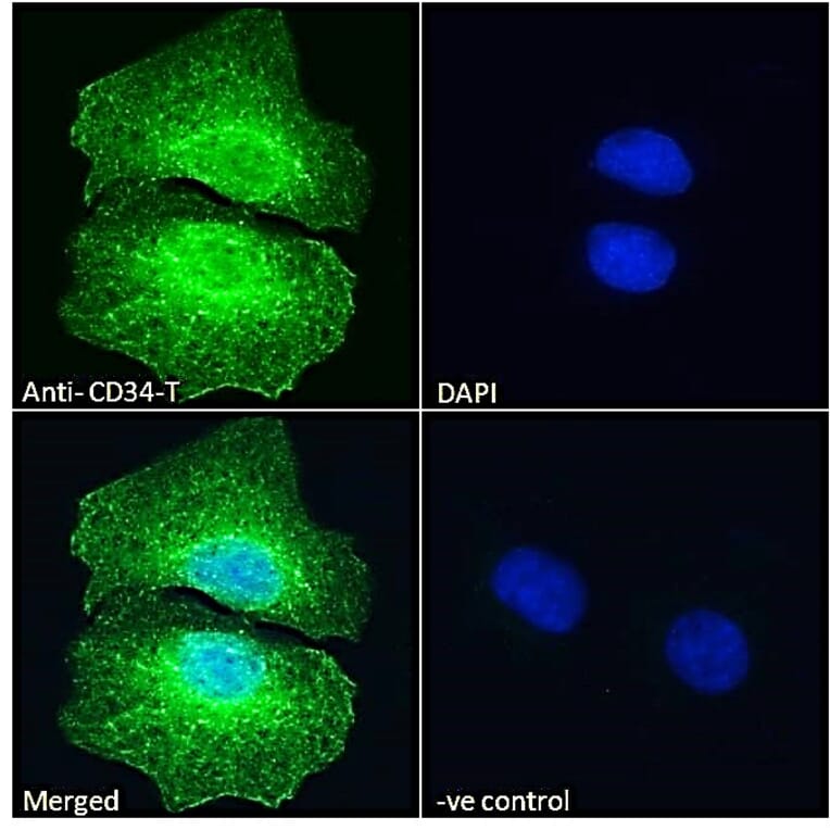 Immunofluorescence - Anti-CD34 Antibody (A82559) - Antibodies.com