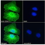 Immunofluorescence - Anti-CD34 Antibody (A82559) - Antibodies.com