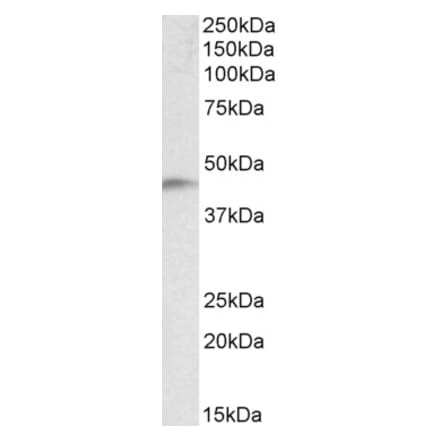 Western Blot - Anti-NDRG2 Antibody (A82560) - Antibodies.com