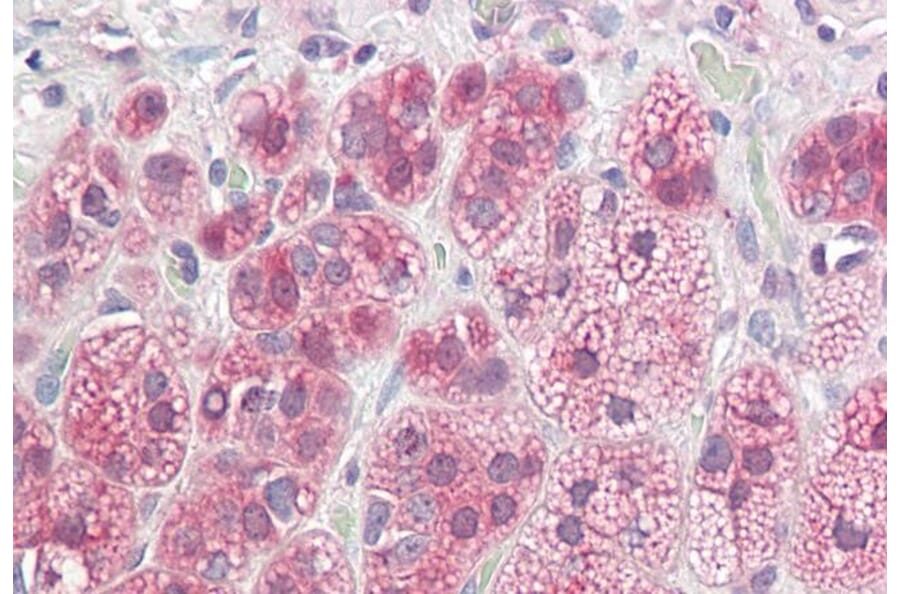 Immunohistochemistry - Anti-NDRG2 Antibody (A82560) - Antibodies.com