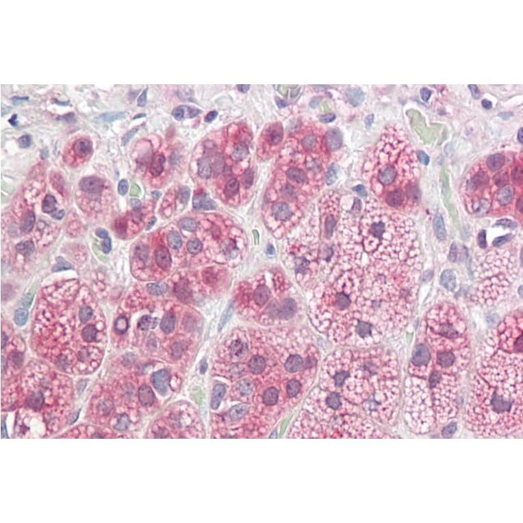 Immunohistochemistry - Anti-NDRG2 Antibody (A82560) - Antibodies.com