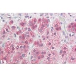 Immunohistochemistry - Anti-NDRG2 Antibody (A82560) - Antibodies.com