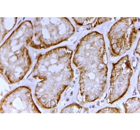 Immunohistochemistry - Anti-SLC26A1 Antibody (A82562) - Antibodies.com
