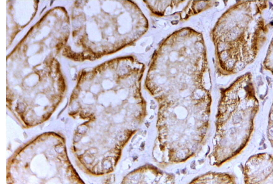 Immunohistochemistry - Anti-SLC26A1 Antibody (A82562) - Antibodies.com