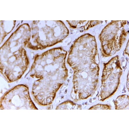 Immunohistochemistry - Anti-SLC26A1 Antibody (A82562) - Antibodies.com