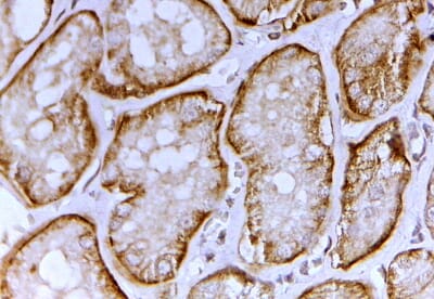 Anti-SLC26A1 Antibody (A82562) (2µg/ml) staining of paraffin embedded Human Kidney. Steamed antigen retrieval with citrate buffer pH 6, HRP-staining.