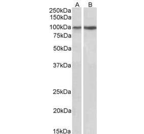 Western Blot - Anti-Integrin alpha 3 Antibody (A82563) - Antibodies.com