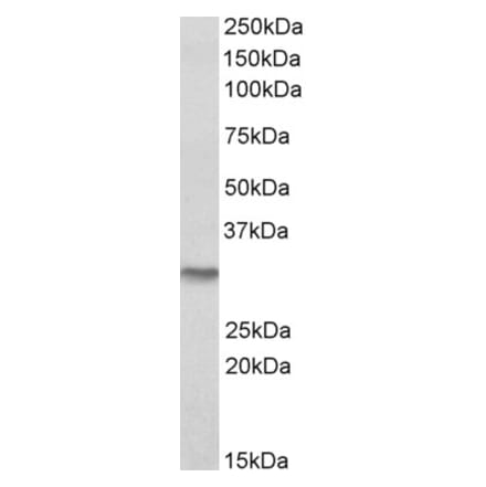 Western Blot - Anti-NQO1 Antibody (A82564) - Antibodies.com