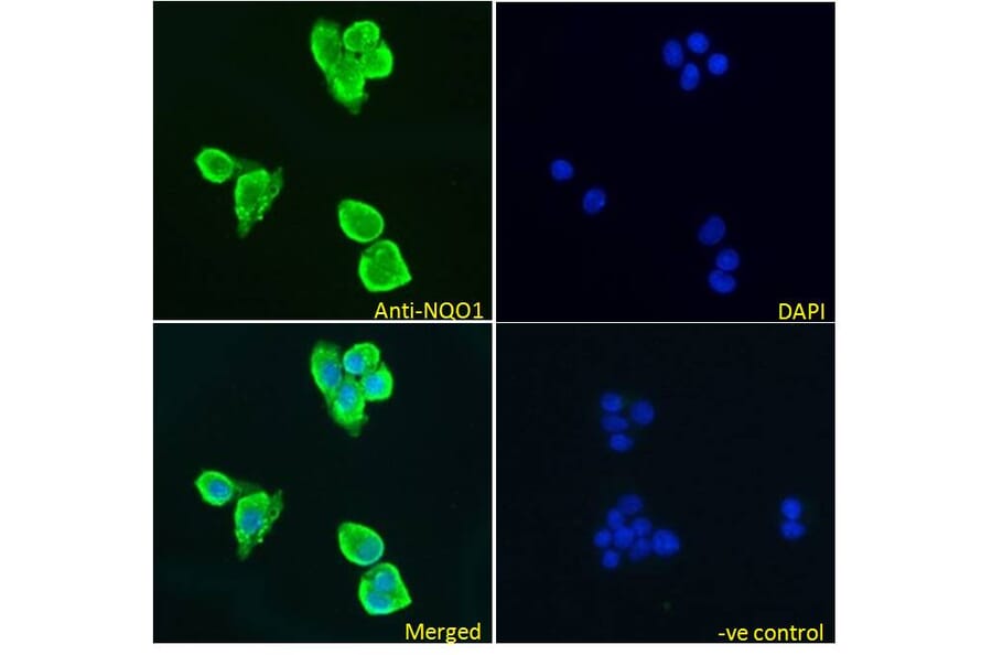 Immunofluorescence - Anti-NQO1 Antibody (A82564) - Antibodies.com