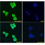 Immunofluorescence - Anti-NQO1 Antibody (A82564) - Antibodies.com