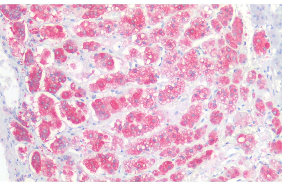 Immunohistochemistry - Anti-NCAM1 Antibody (A82568) - Antibodies.com