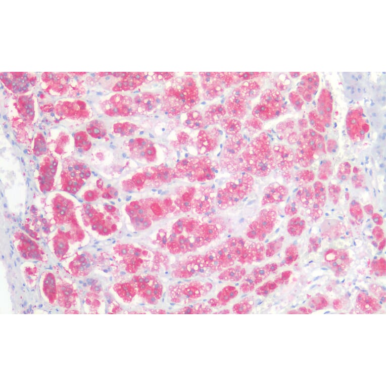 Immunohistochemistry - Anti-NCAM1 Antibody (A82568) - Antibodies.com