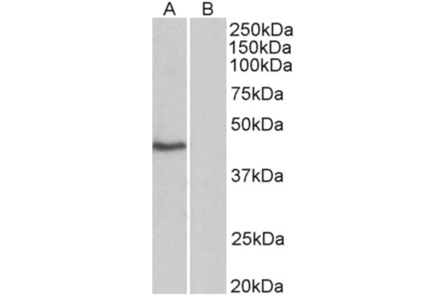 Western Blot - Anti-TATA Binding Protein Antibody (A82569) - Antibodies.com