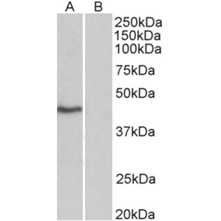 Western Blot - Anti-TATA Binding Protein Antibody (A82569) - Antibodies.com
