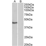 Western Blot - Anti-TATA Binding Protein Antibody (A82569) - Antibodies.com