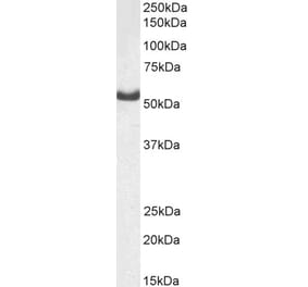 Western Blot - Anti-Dars Antibody (A82570) - Antibodies.com
