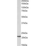 Western Blot - Anti-CBFb Antibody (A82572) - Antibodies.com