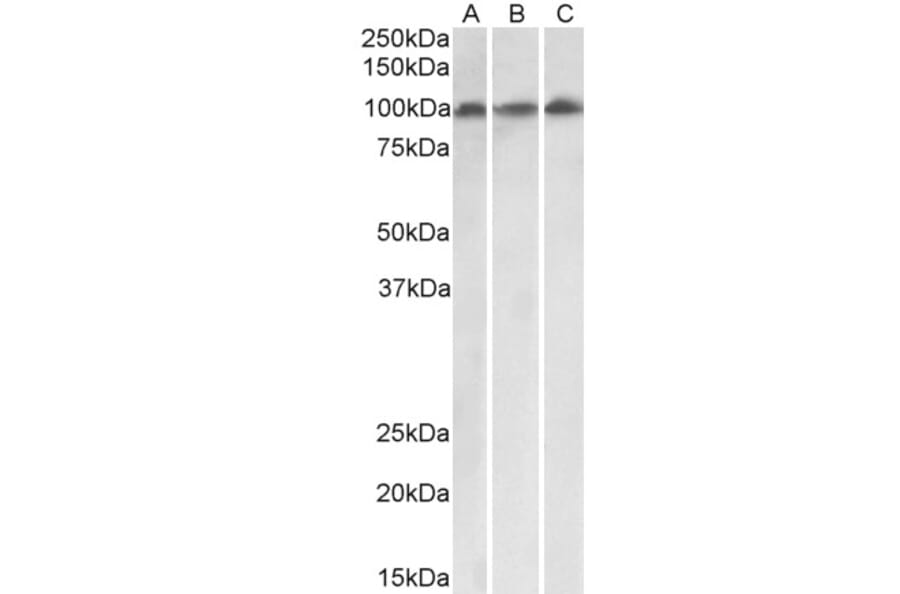 Western Blot - Anti-VPS16 Antibody (A82573) - Antibodies.com