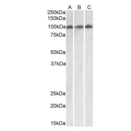 Western Blot - Anti-VPS16 Antibody (A82573) - Antibodies.com