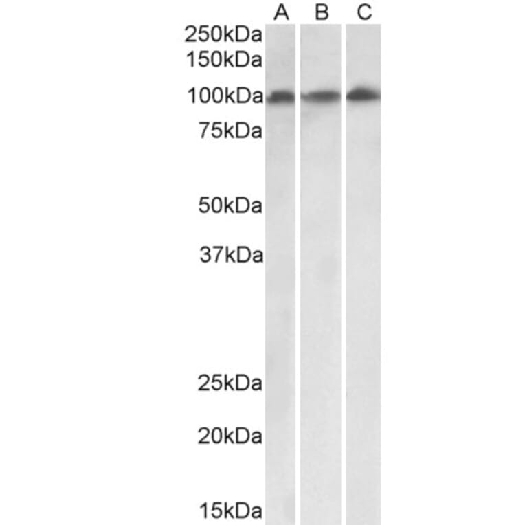 Western Blot - Anti-VPS16 Antibody (A82573) - Antibodies.com