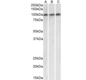 Western Blot - Anti-VPS16 Antibody (A82573) - Antibodies.com