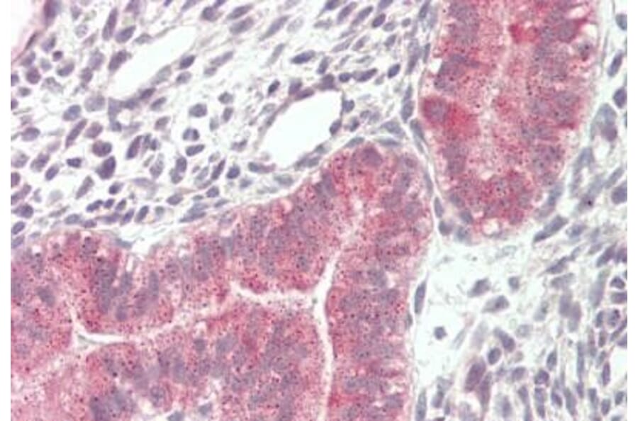 Immunohistochemistry - Anti-VPS16 Antibody (A82573) - Antibodies.com