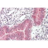 Immunohistochemistry - Anti-VPS16 Antibody (A82573) - Antibodies.com