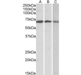 Western Blot - Anti-OAS2 Antibody (A82575)