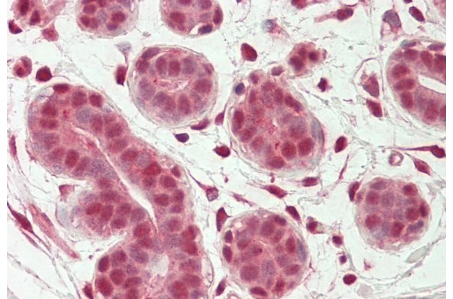 Immunohistochemistry - Anti-OAS2 Antibody (A82575) - Antibodies.com