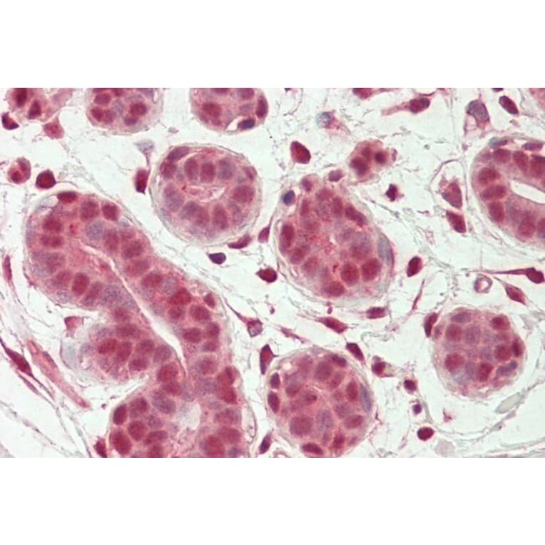 Immunohistochemistry - Anti-OAS2 Antibody (A82575) - Antibodies.com