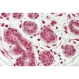 Immunohistochemistry - Anti-OAS2 Antibody (A82575) - Antibodies.com
