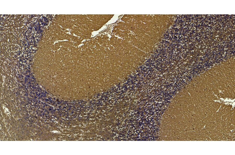 Immunohistochemistry - Anti-AP-2 Complex Subunit alpha-1 Antibody (A82576) - Antibodies.com