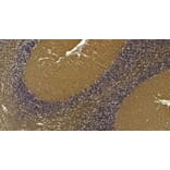 Immunohistochemistry - Anti-AP-2 Complex Subunit alpha-1 Antibody (A82576) - Antibodies.com