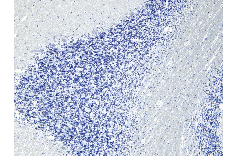 Immunohistochemistry - Anti-AP-2 Complex Subunit alpha-1 Antibody (A82576) - Antibodies.com