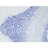 Immunohistochemistry - Anti-AP-2 Complex Subunit alpha-1 Antibody (A82576) - Antibodies.com