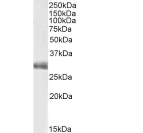 Western Blot - Anti-FGF5 Antibody (A82583) - Antibodies.com