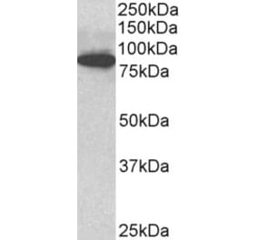 Western Blot - Anti-Cenexin1/ODF2 Antibody (A82584) - Antibodies.com