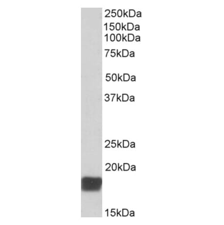 Western Blot - Anti-CIRP Antibody (A82585) - Antibodies.com