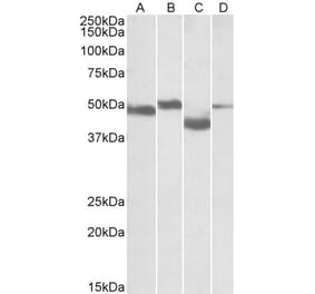 Western Blot - Anti-MEIS2 Antibody (A82588) - Antibodies.com