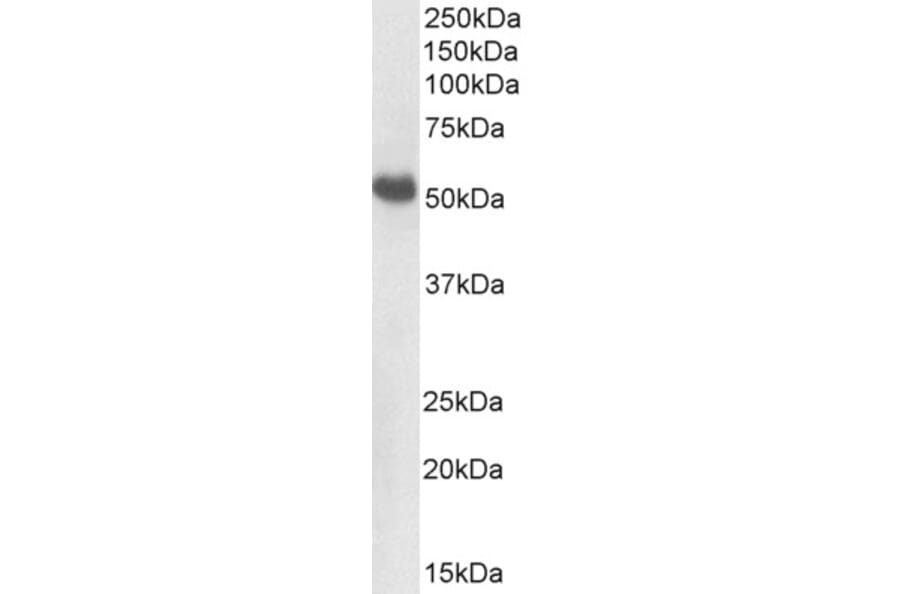Western Blot - Anti-BMP7 Antibody (A82589) - Antibodies.com